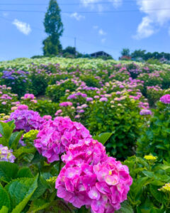 かざはやの里、あじさい、6月夏の花、三重県津市の観光・撮影スポットの画像と写真