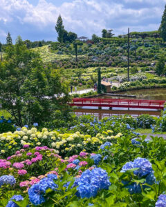 かざはやの里、あじさい、6月夏の花、三重県津市の観光・撮影スポットの画像と写真