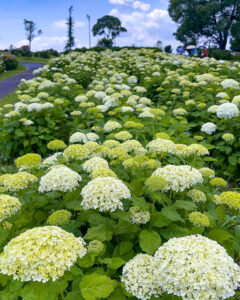 かざはやの里、あじさい、6月夏の花、三重県津市の観光・撮影スポットの画像と写真