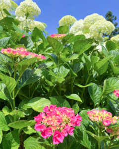 三室戸寺、あじさい、6月夏の花、京都府宇治市の観光・撮影スポットの名所