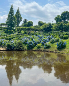 かざはやの里、あじさい、6月夏の花、三重県津市の観光・撮影スポットの画像と写真