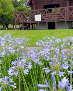 各務原浄化センター 、アガパンサス、6月夏の花、岐阜県各務原市の観光・撮影スポットの名所