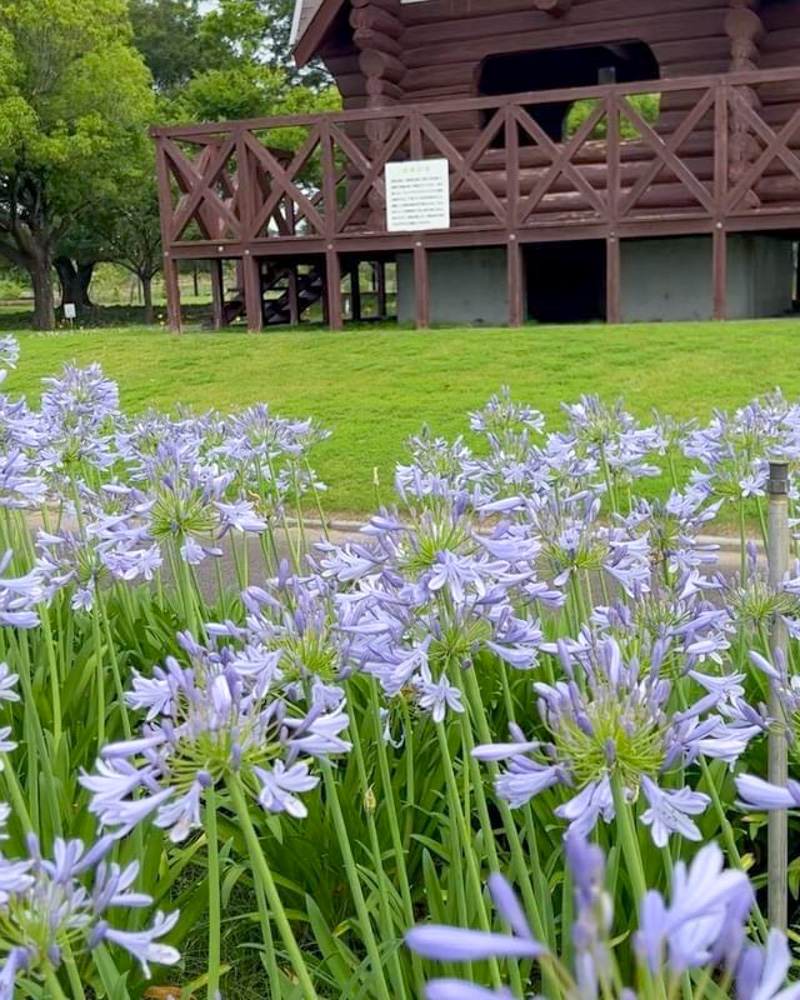 各務原浄化センター 、アガパンサス、6月夏の花、岐阜県各務原市の観光・撮影スポットの名所