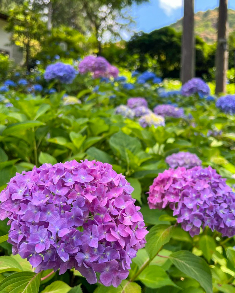 三室戸寺、あじさい、6月夏の花、京都府宇治市の観光・撮影スポットの名所