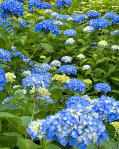 三室戸寺、あじさい、6月夏の花、京都府宇治市の観光・撮影スポットの名所