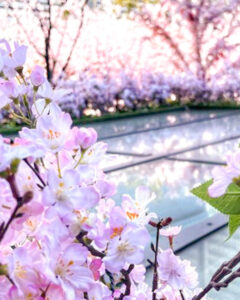 大名古屋ビルヂング、さくら、春の花、2022年3月、名古屋市中村区の観光・撮影スポットの名所