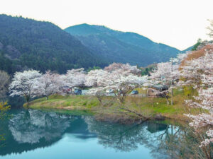 さくらの里公園、桜リフレクション、３月春の花、三重県多気郡の観光・撮影スポットの名所
