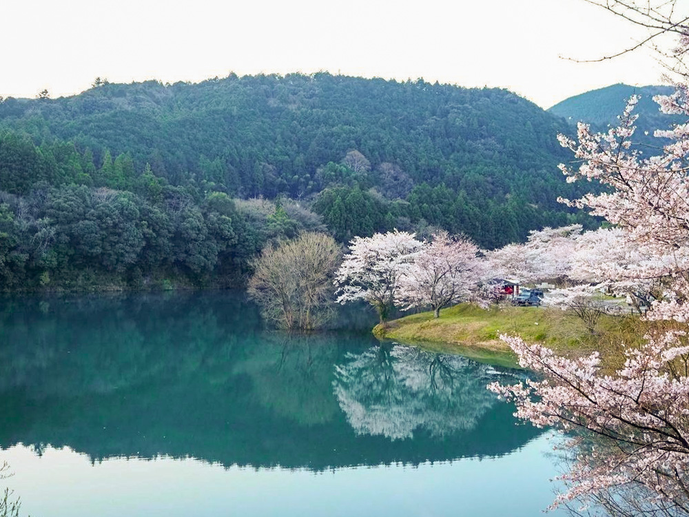 さくらの里公園、桜リフレクション、３月春の花、三重県多気郡の観光・撮影スポットの名所