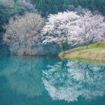 さくらの里公園、桜リフレクション、３月春の花、三重県多気郡の観光・撮影スポットの名所