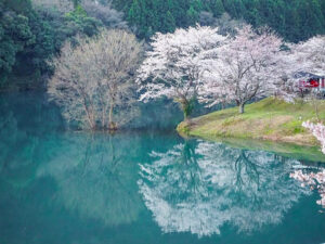 さくらの里公園、桜リフレクション、３月春の花、三重県多気郡の観光・撮影スポットの名所