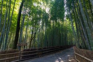 知多の竹林、10月秋、愛知県知多市の観光・撮影スポットの名所