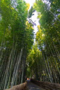 知多の竹林、10月秋、愛知県知多市の観光・撮影スポットの名所