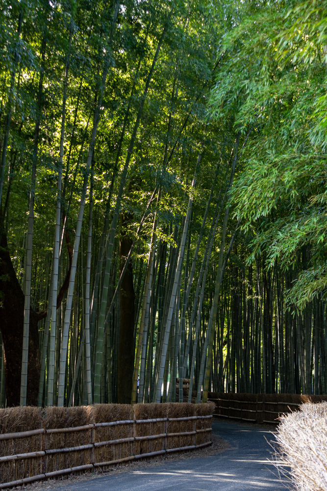 知多の竹林、10月秋、愛知県知多市の観光・撮影スポットの名所