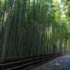 知多の竹林、10月秋、愛知県知多市の観光・撮影スポットの名所