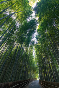 知多の竹林、10月秋、愛知県知多市の観光・撮影スポットの名所