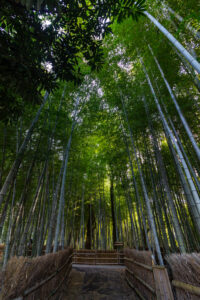 知多の竹林、10月秋、愛知県知多市の観光・撮影スポットの名所