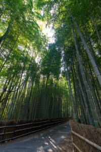 知多の竹林、10月秋、愛知県知多市の観光・撮影スポットの名所
