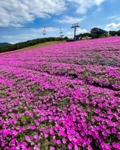 ひるがのピクニック、桃色吐息（ペチュニア）、8月夏、岐阜県郡上市の観光・撮影スポットの画像と写真