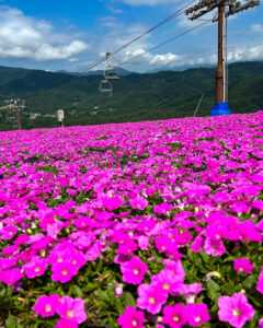 ひるがのピクニック、桃色吐息（ペチュニア）、8月夏、岐阜県郡上市の観光・撮影スポットの画像と写真
