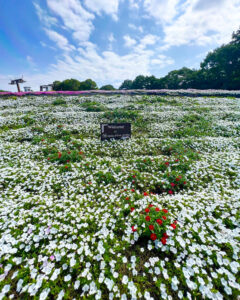 ひるがのピクニック、桃色吐息（ペチュニア）、8月夏、岐阜県郡上市の観光・撮影スポットの画像と写真