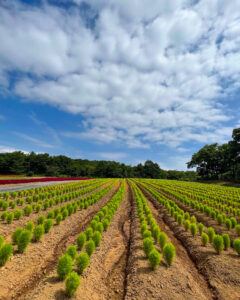 ひるがのピクニック、コキア、8月夏、岐阜県郡上市の観光・撮影スポットの画像と写真