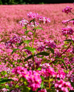 みのわ赤そばの里、9月秋の花、長野県上伊那郡の観光・撮影スポットの名所