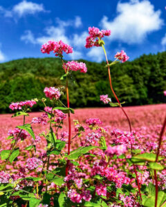 みのわ赤そばの里、9月秋の花、長野県上伊那郡の観光・撮影スポットの名所