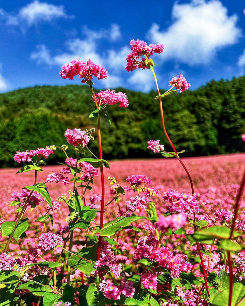 みのわ赤そばの里、9月秋の花、長野県上伊那郡の観光・撮影スポットの名所