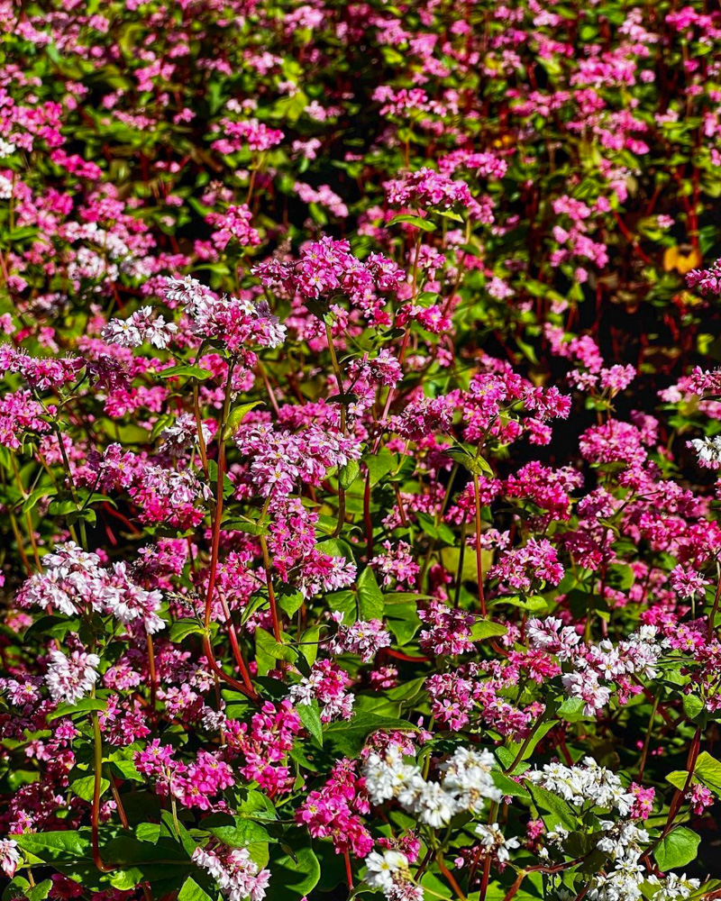 みのわ赤そばの里、9月秋の花、長野県上伊那郡の観光・撮影スポットの名所