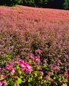 みのわ赤そばの里、9月秋の花、長野県上伊那郡の観光・撮影スポットの名所