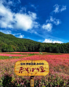 みのわ赤そばの里、9月秋の花、長野県上伊那郡の観光・撮影スポットの名所