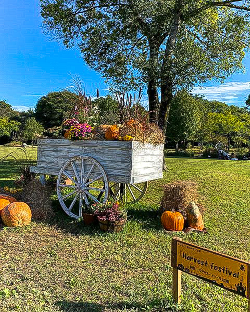 フラワーパーク江南、ハロウィン、10月の秋の花、愛知県江南市の観光・撮影スポットの画像と写真