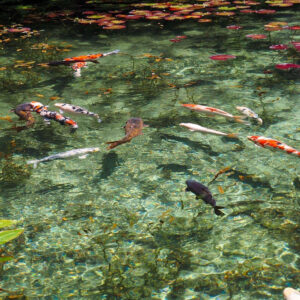 モネの池、鯉、夏景色、水景色、岐阜県関市の観光・撮影スポットの名所