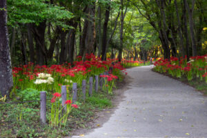 ワイルドネイチャープラザ、彼岸花、9月の秋の花、愛知県稲沢市の観光・撮影スポットの画像と写真
