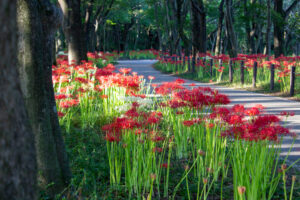ワイルドネイチャープラザ、彼岸花、9月の秋の花、愛知県稲沢市の観光・撮影スポットの画像と写真