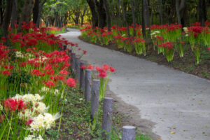 ワイルドネイチャープラザ、彼岸花、9月の秋の花、愛知県稲沢市の観光・撮影スポットの画像と写真