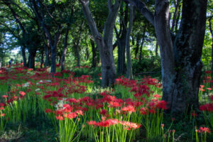 ワイルドネイチャープラザ、彼岸花、9月の秋の花、愛知県稲沢市の観光・撮影スポットの画像と写真