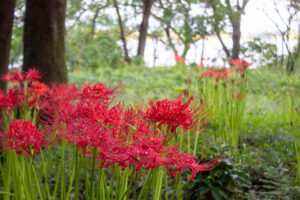 ワイルドネイチャープラザ、彼岸花、9月の秋の花、愛知県稲沢市の観光・撮影スポットの画像と写真