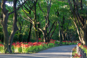 ワイルドネイチャープラザ、彼岸花、9月の秋の花、愛知県稲沢市の観光・撮影スポットの画像と写真