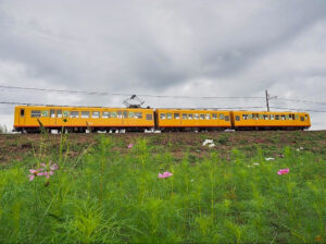 コスモス、三岐鉄道、秋の花、2021年9月三重県いなべ市の観光・撮影スポットの名所