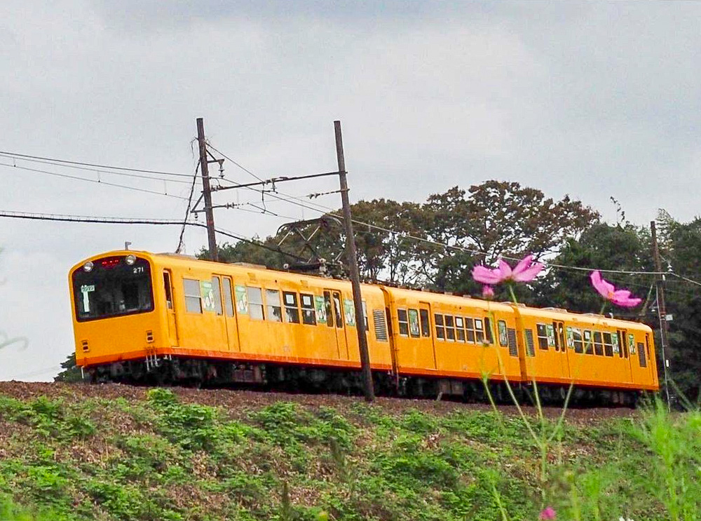 コスモス、三岐鉄道、秋の花、2021年9月三重県いなべ市の観光・撮影スポットの名所