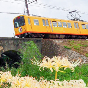 めがね橋、彼岸花、三岐鉄道、秋の花、2021年9月三重県いなべ市の観光・撮影スポットの名所
