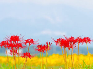 彼岸花、三岐鉄道、秋の花、2021年9月三重県いなべ市の観光・撮影スポットの名所