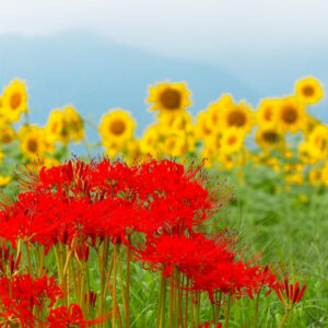 彼岸花、三岐鉄道、秋の花、2021年9月三重県いなべ市の観光・撮影スポットの名所