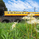 めがね橋、彼岸花、三岐鉄道、秋の花、2021年9月三重県いなべ市の観光・撮影スポットの名所