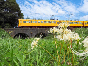 めがね橋、彼岸花、三岐鉄道、秋の花、2021年9月三重県いなべ市の観光・撮影スポットの名所