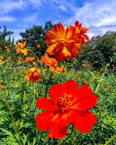 千種公園、キバナコスモス、9月秋の花、名古屋市千種区の観光・撮影スポットの画像と写真