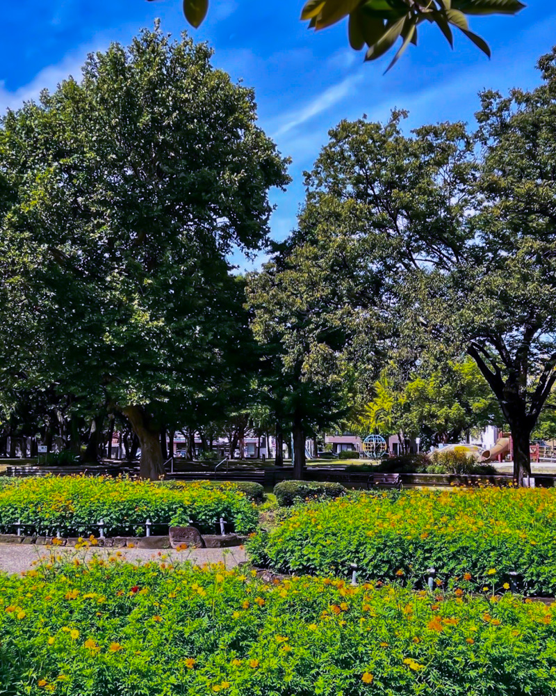 千種公園、キバナコスモス、9月秋の花、名古屋市千種区の観光・撮影スポットの画像と写真