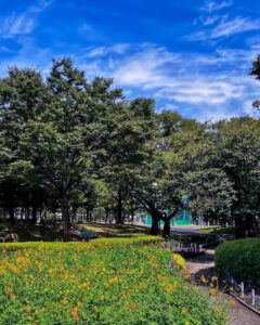 千種公園、キバナコスモス、9月秋の花、名古屋市千種区の観光・撮影スポットの画像と写真