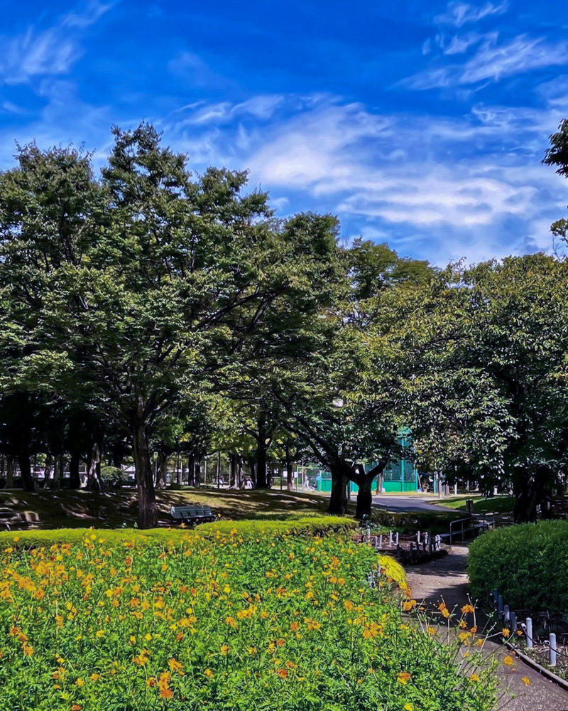 千種公園、キバナコスモス、9月秋の花、名古屋市千種区の観光・撮影スポットの画像と写真